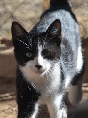 Turron, Europäisch Kurzhaar - Kater