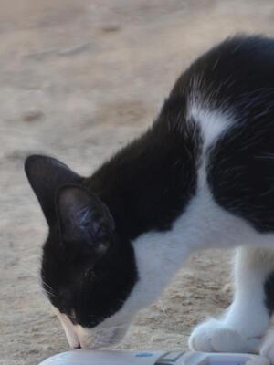 Turron, Europäisch Kurzhaar - Kater