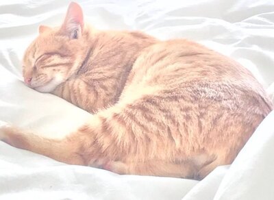 Twinky - Abenteuerlustiges Katzenmädchen, ca. 8 Monate, Mischling - Katze