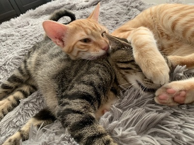 Twister & Piper - Fröhliches Katzenpaar, ca. 7 Monate, Mischling - Katze