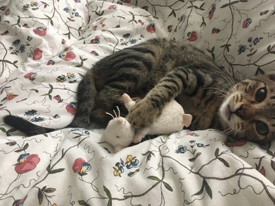 Twister & Piper - Fröhliches Katzenpaar, ca. 7 Monate, Mischling - Katze