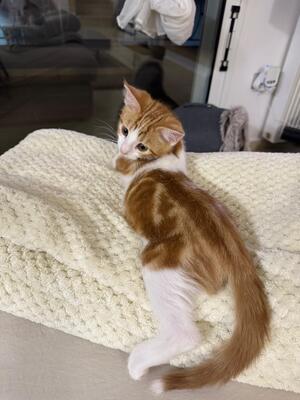 Tzatziki, Europäisch Kurzhaar Jungtier - Kater
