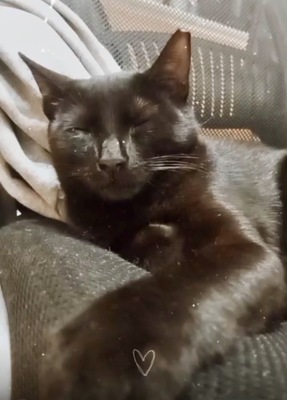 Tzatziki, Griechische Strassenkatze Tzatziki schwarz Jungtier - Kater