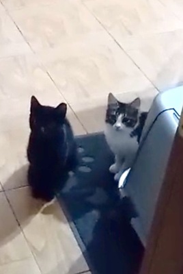 Tzatziki, Griechische Strassenkatze Tzatziki schwarz Jungtier - Kater