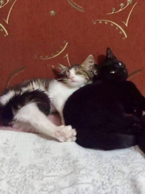 Tzatziki, Griechische Strassenkatze Tzatziki schwarz Jungtier - Kater