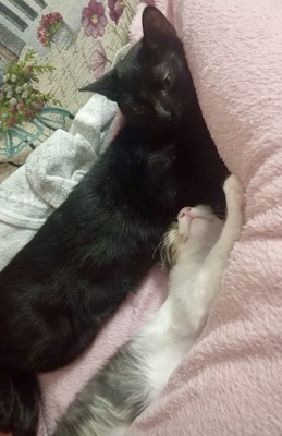 Tzatziki, Griechische Strassenkatze Tzatziki schwarz Jungtier - Kater