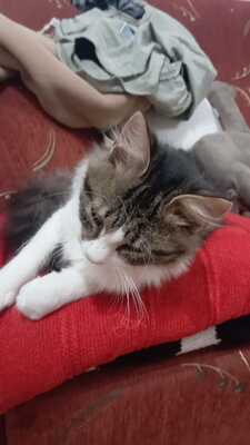 Tzatziki, Griechische Strassenkatze Tzatziki schwarz Jungtier - Kater