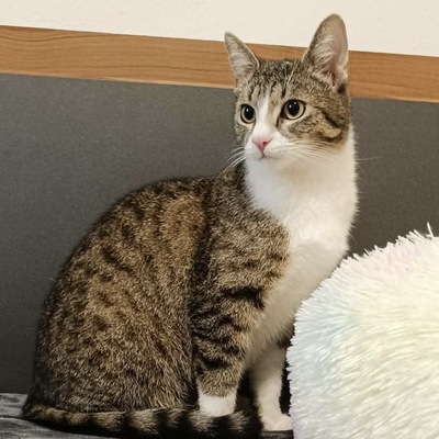 Tzilly, europäische kurzhaar - Katze