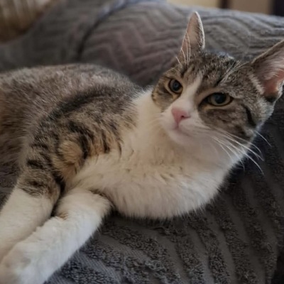 Tzilly, europäische kurzhaar - Katze
