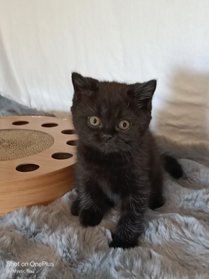 Ukaris und Urizzo, BKH Kitten Jungtier - Kater