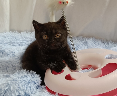 Ukaris und Urizzo, BKH Kitten Jungtier - Kater