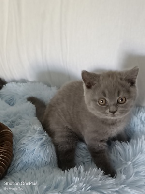 Ukaris und Urizzo, BKH Kitten Jungtier - Kater