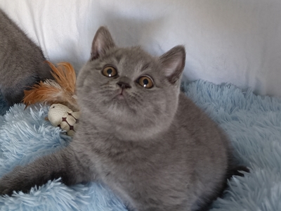 Ukaris und Urizzo, BKH Kitten Jungtier - Kater