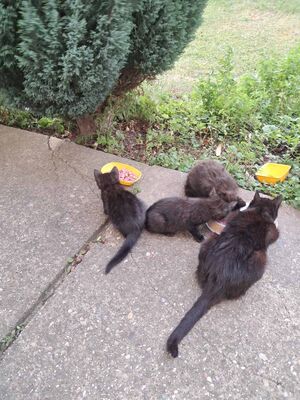 Unbekannt Jungtier - Kater