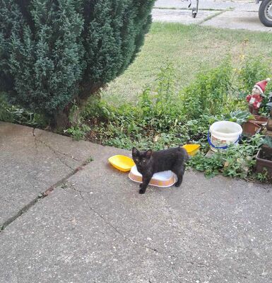 Unbekannt Jungtier - Kater