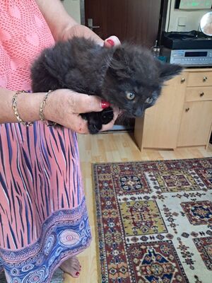 Unbekannt Jungtier - Kater