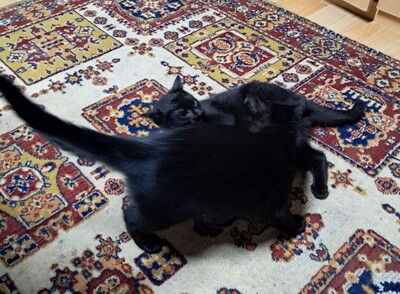 Unbekannt Jungtier - Katze