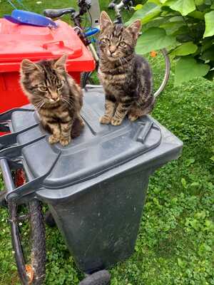 Unbekannt Jungtier - Katze