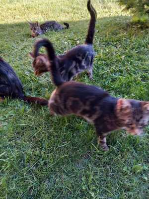 Unbekannt Jungtier - Katze
