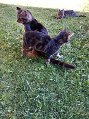 Unbekannt Jungtier - Katze