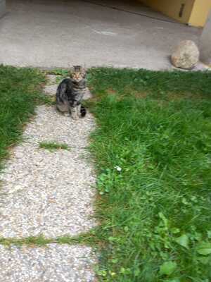 Unbekannt Jungtier - Katze