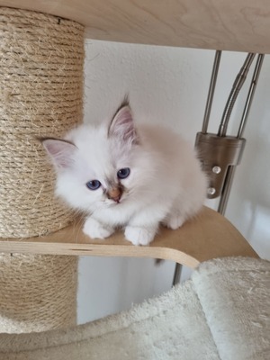 Urmel, Birma / Heilige Birma Jungtier - Kater