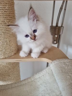 Urmel, Birma / Heilige Birma Jungtier - Kater