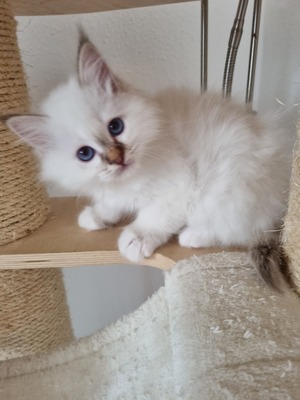 Urmel, Birma / Heilige Birma Jungtier - Kater