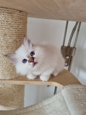 Urmel, Birma / Heilige Birma Jungtier - Kater