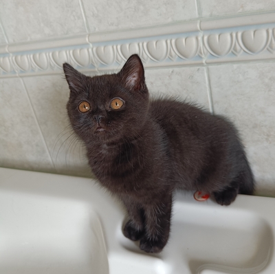 Ursos und Ugos💕, BKH Kitten Jungtier - Kater