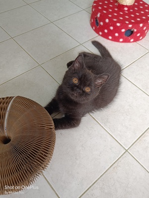 Ursos und Ugos💕, BKH Kitten Jungtier - Kater