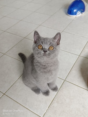 Ursos und Ugos💕, BKH Kitten Jungtier - Kater