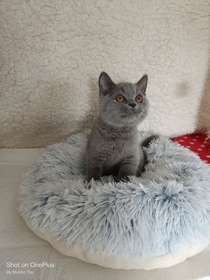 Ursos und Ugos💕, BKH Kitten Jungtier - Kater