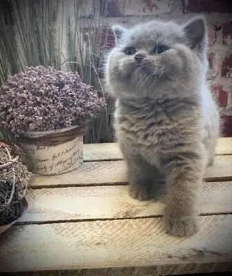 Usanne Und Delpi, Britisch Kurzhaarkatze - Katze