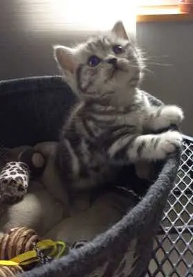 Usanne Und Delpi, Britisch Kurzhaarkatze - Katze