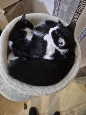 Uschi und Lucy, Hauskatzen-Mischling Jungtier - Katze