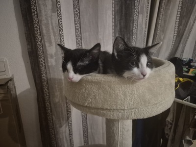 Uschi und Lucy, Hauskatzen-Mischling Jungtier - Katze