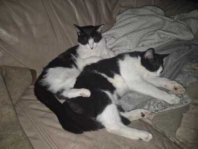 Uschi und Lucy, Hauskatzen-Mischling Jungtier - Katze