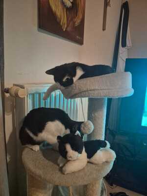 Uschi und Lucy, Hauskatzen-Mischling Jungtier - Katze