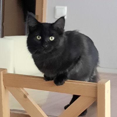 Uvino, Maine Coon Jungtier - Kater