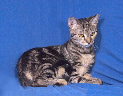 VANDA - freundlich und gutartig, verschmust, lebhaft, neugierig, hundeverträglich, Mischling - Katze