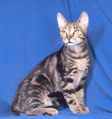 VANDA - freundlich und gutartig, verschmust, lebhaft, neugierig, hundeverträglich, Mischling - Katze