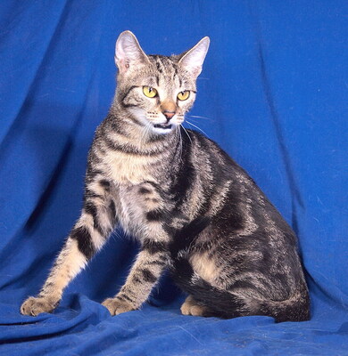 VANDA - freundlich und gutartig, verschmust, lebhaft, neugierig, hundeverträglich, Mischling - Katze