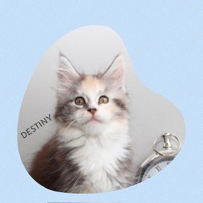 VERSCHMUSTE MAINE COON KITTEN MIT STAMMBAUM, MAINE COON KITTEN Jungtier - Katze