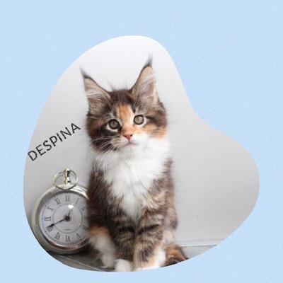 VERSCHMUSTE MAINE COON KITTEN MIT STAMMBAUM