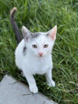 VICKY & VIKTOR, Mischling Jungtier - Katze