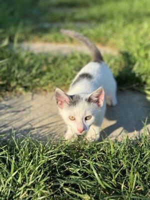 VICKY & VIKTOR, Mischling Jungtier - Katze