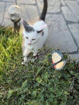 VICKY & VIKTOR, Mischling Jungtier - Katze