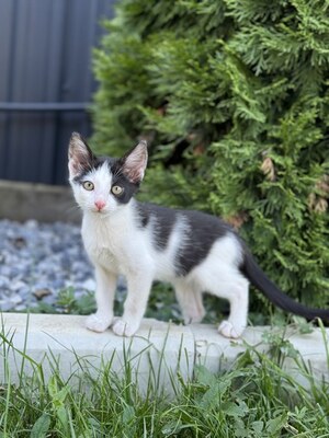 VICKY & VIKTOR, Mischling Jungtier - Katze