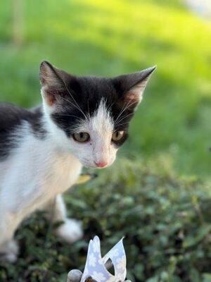 VICKY & VIKTOR, Mischling Jungtier - Katze